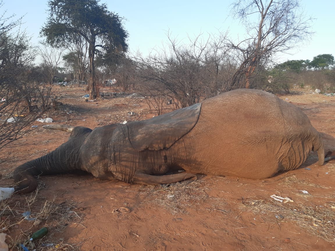 Elephant succumbed to plastic ingestion (Ele-Collection)